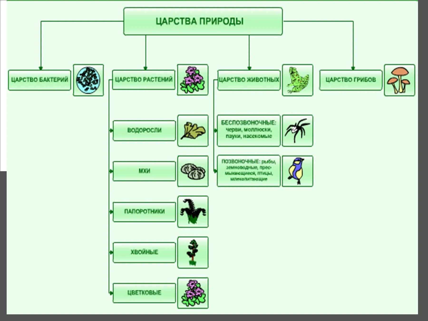 Различие царств