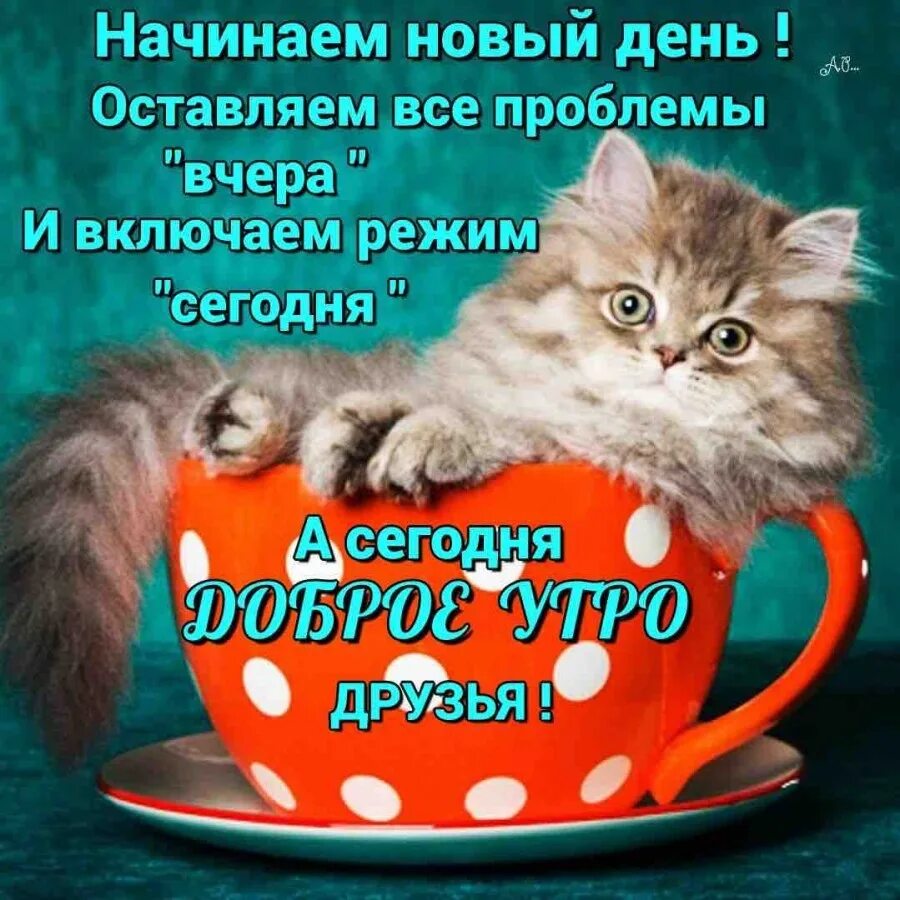Хорошего пятничного утра. Доброе утро и отличного настроения. с добрым утром и хорошим днём пятницы. доброго пятничного утра и отличного настроения. доброго пятничного утра и отличного дня.