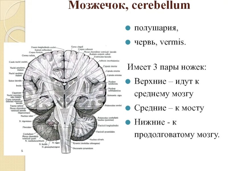 Мозжечок два полушария. Анатомия ножек мозжечка. средняя мозжечковая ножка анатомия. верхние ножки мозжечка соединяют мозжечок с. нижние мозжечковые ножки продолговатый мозг.