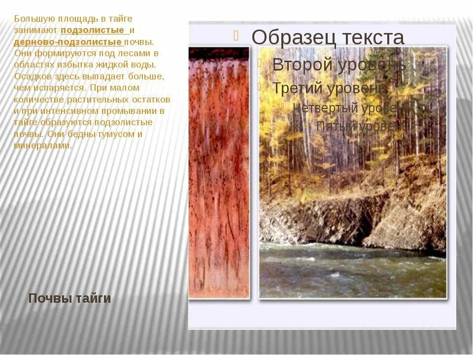 Почвы тайги и их свойства. Дерново-подзолистые почвы тайги. Подзолистая почва тайги в России. Подзолистые почвы образуются в тайге. Почвенный Покров тайги.