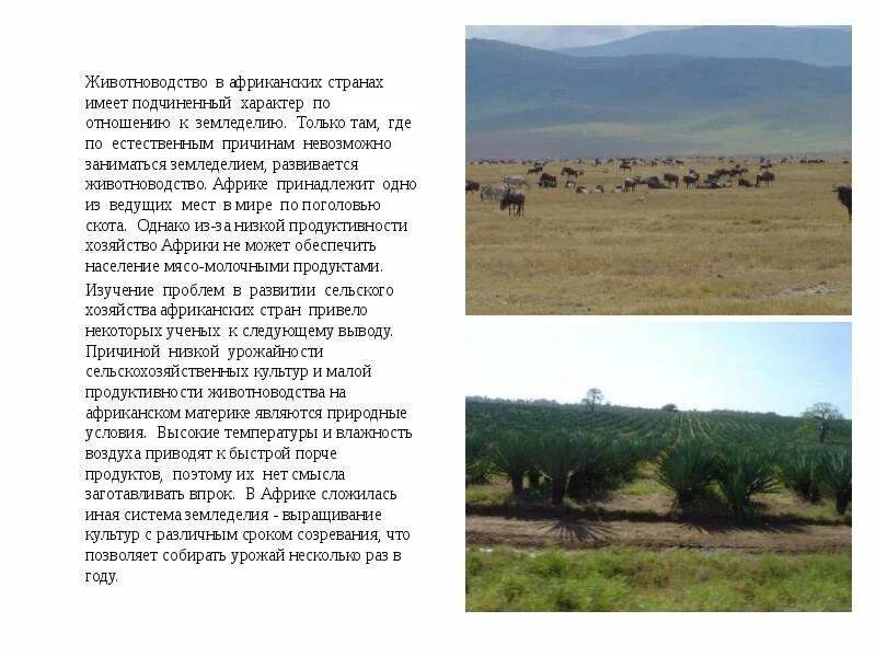 Природные условия и ресурсы тропической африки. Животноводство в африке. презентация на тему хозяйство стран африки животноводство. земледелие 25 стран африки. в каких странах африки развито животноводство?.