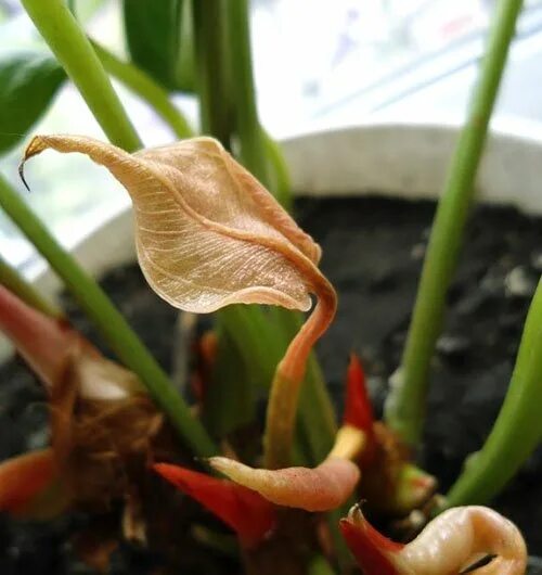 увядший цветок. засохшие цветы. высохшие букеты. завядший спатифиллум. букет завявших роз.