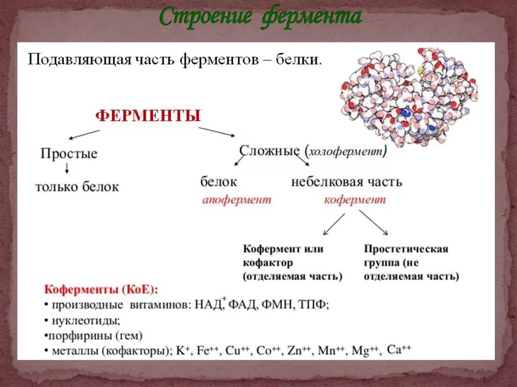 Какая структура у белков ферментов