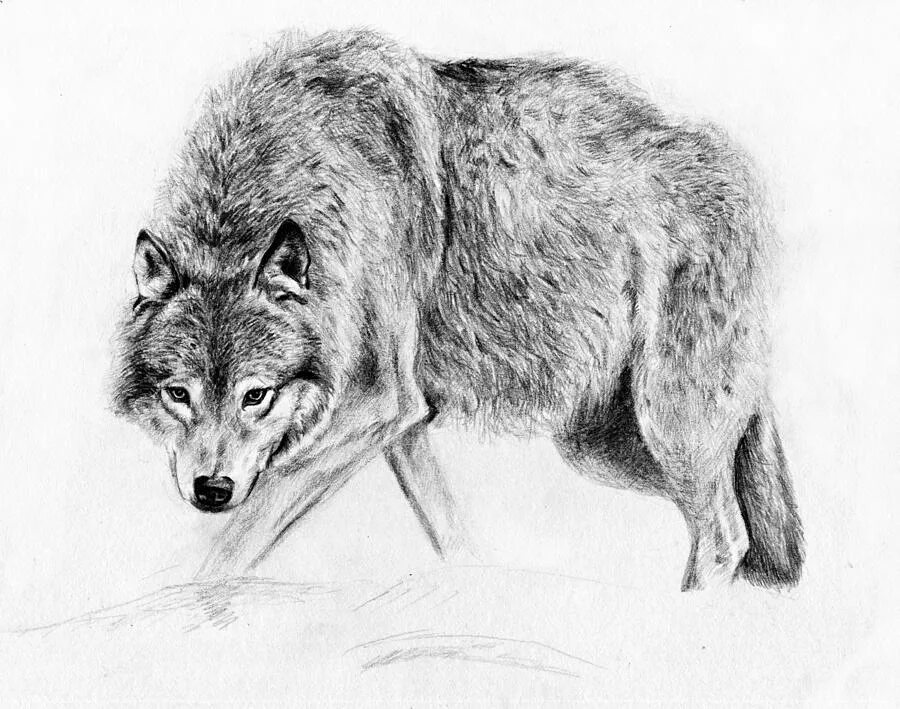 животные карандашом. волк рисунок. волк карандашом. животные карандашом волк. красивые картинки карандашом.