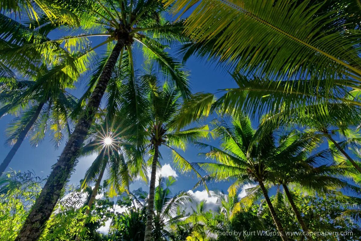 Пальмировая Пальма. Тропические леса Бразилии пальми. Ямайка тропики или субтропики. Тропическая природа.