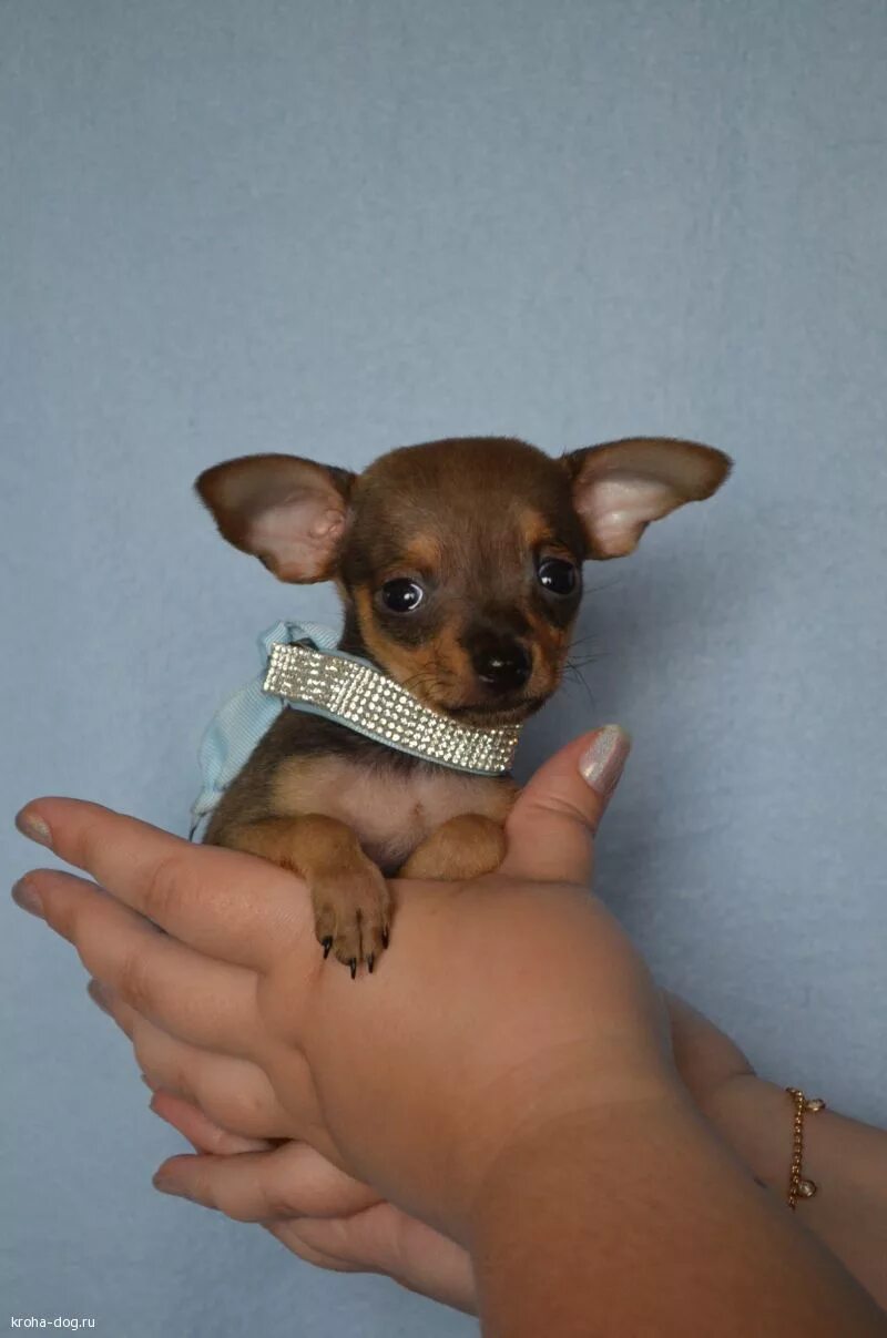 маленькие собачки мини. чихуахуа мини. название породы карманной собачки. карликовый гладкошерстный той терьер. название породы карманной собачки.