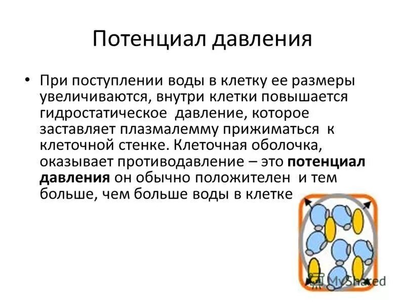 Облегченная диффузия воды. Механизмы поступления воды в растение. Поступление воды в клетку растения. Поступление воды в растение. Поступление жидких веществ в клетку.