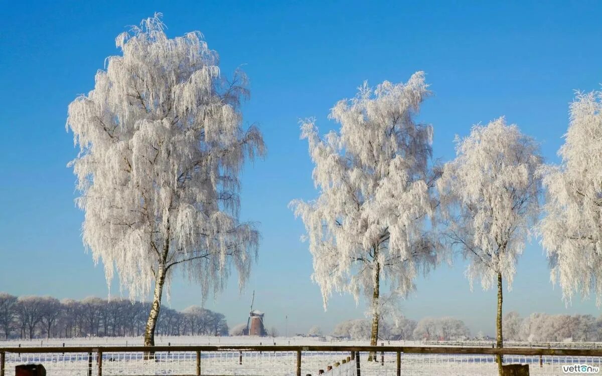 Белая береза в снегу. Белая береза краснодар. Береза зимой. Бел береза. Белая береза.