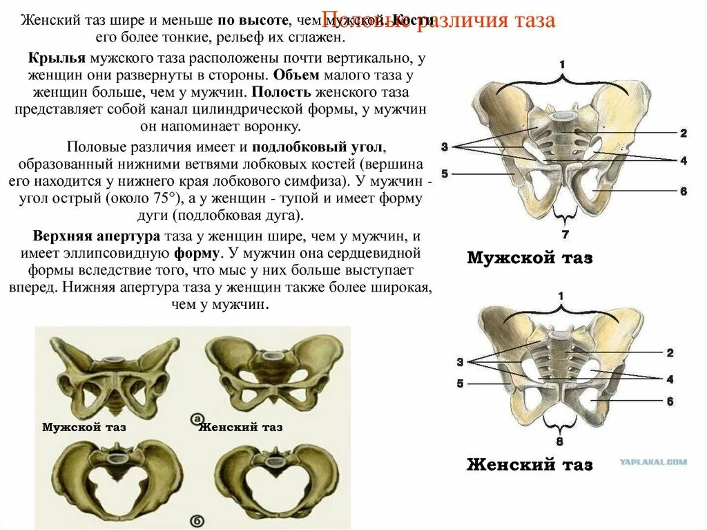 Соединение лобковых костей. Тазовые кости большой и малый таз. Половые и возрастные различия таза. Малый таз анатомия строение. Отличие мужского и женского таза анатомия.
