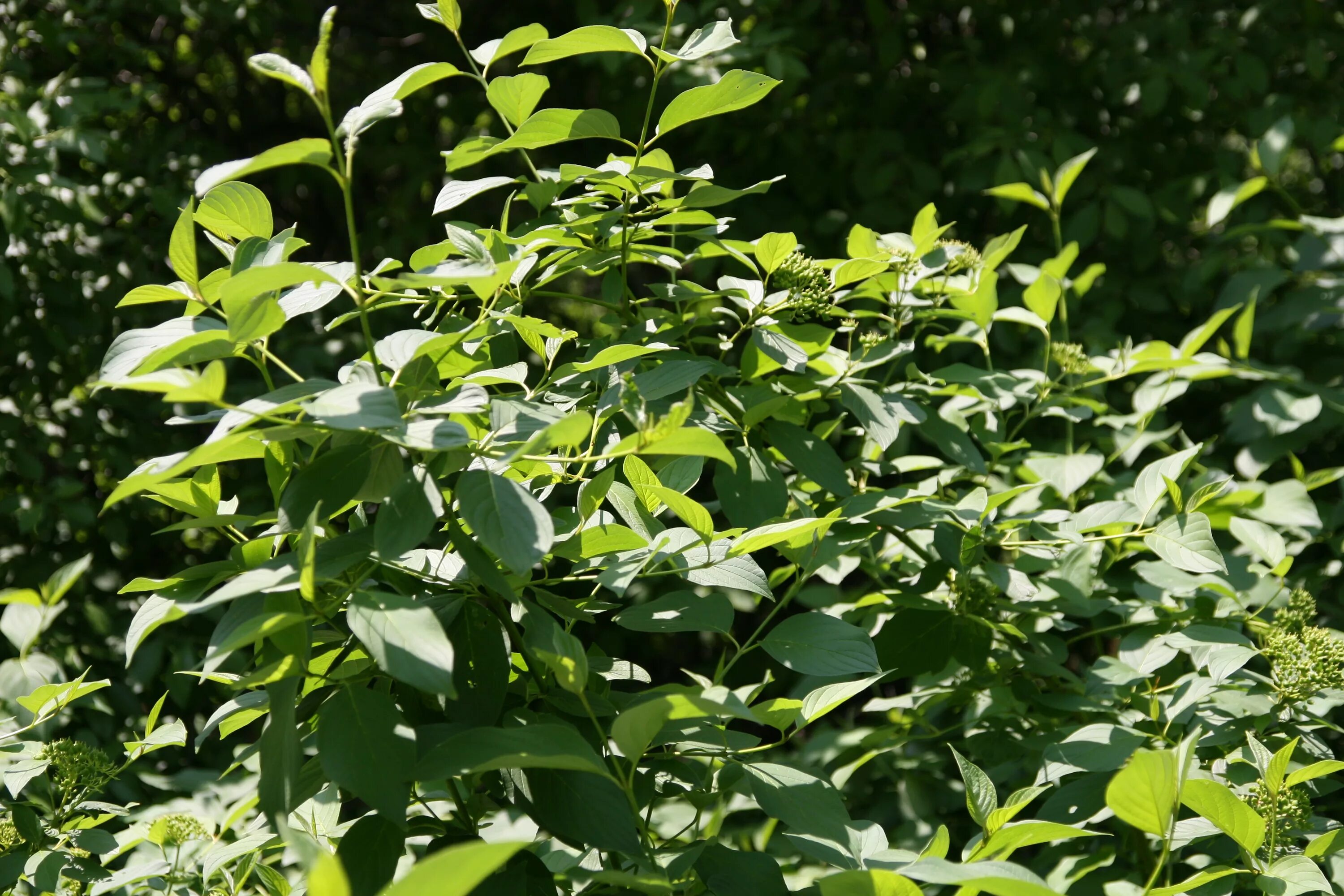 Дерен отпрысковый Флавирамеа. Дёрен отпрысковый Flaviramea. Дерен отпрысковый (Cornus sericea Flaviramea. Дерен отпрысковый"Флавирамеа (Cornus. Sericea "Flaviramea"). Дерен флавирамеа