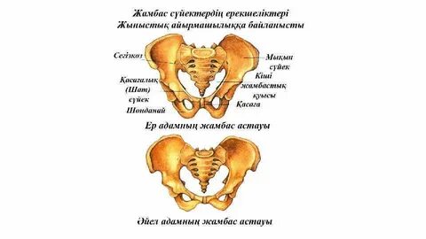 Жеке чаттардағы барлық орыс бейнелері