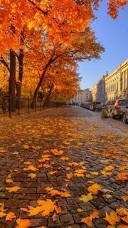 Фото осе