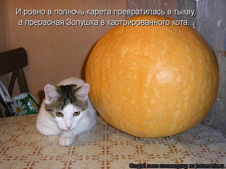 Приколы про тыкву с надписью. В полночь карета превратится в тыкву. Карета превратилась в тыкву. Золушка превратилась в тыкву но принца было не остановить. Золушка карета превратится в тыкву.