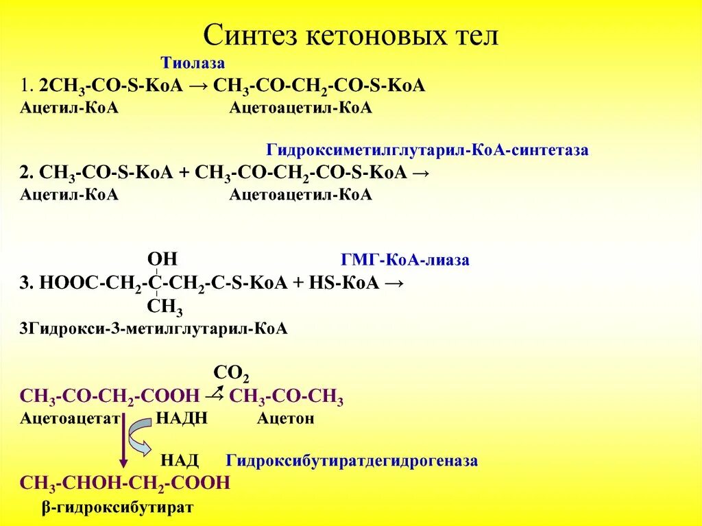 Синтез кетоновых тел из ацетил-КОА. Реакции синтеза кетоновых тел. Реакция образования ацетона биохимия. Промежуточный продукт синтеза кетоновых тел. Сн3 со сн3