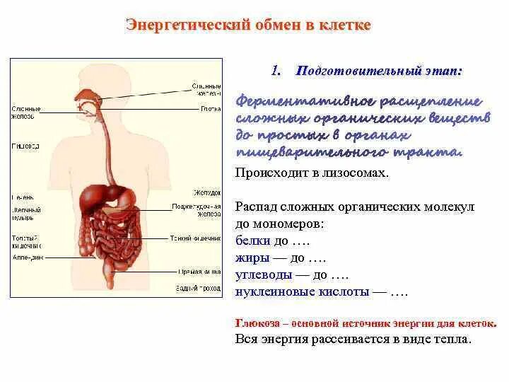 На подготовительном этапе обмена происходят. Подготовительный этап энергетического обмена происходит в. Где происходит подготовительный этап энергетического обмена. Энергетический обмен подготовительный этап кем. Метаболизм ЕГЭ.