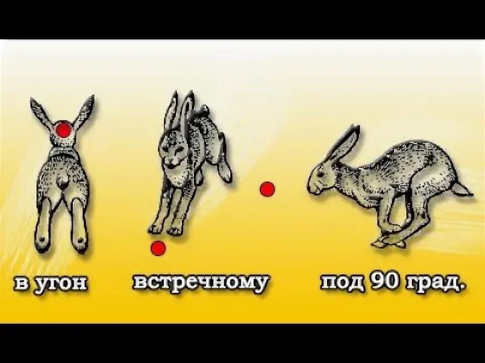 интересные факты о зайцах для детей. различие кролика и зайца. словарная работа. проект по русскому про зайцев. заичьи или заячьи как правильно.