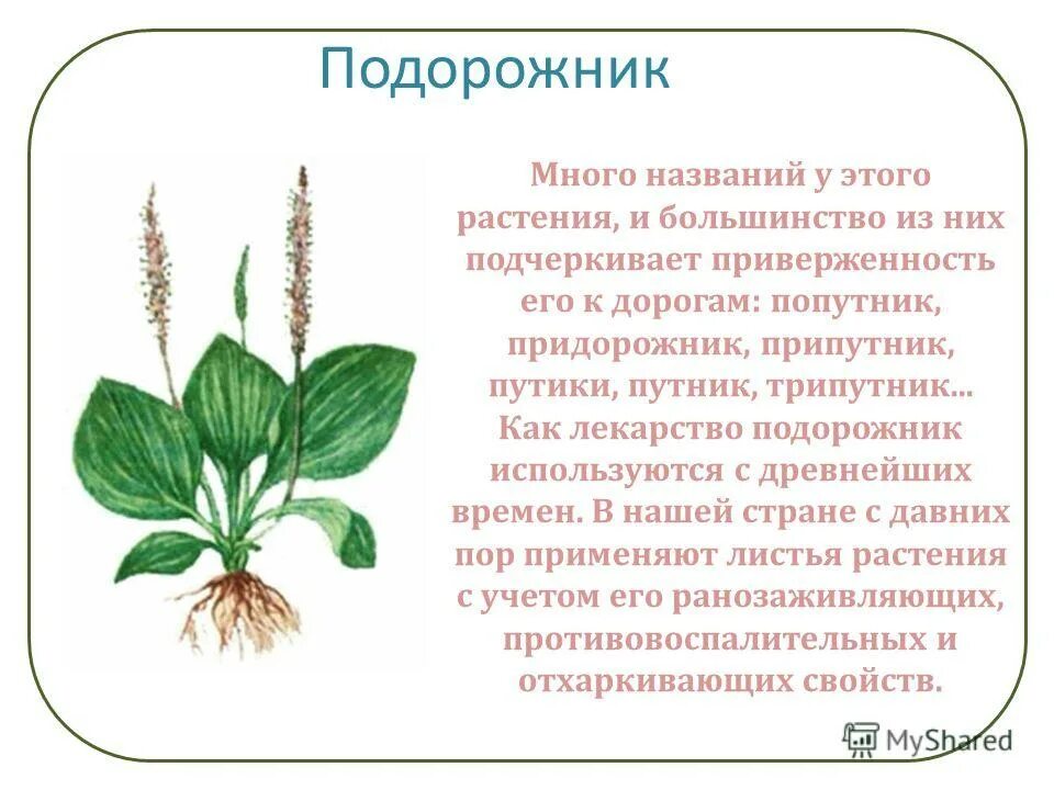 Текст описание подорожника в научном стиле. Подорожник. Подорожник лекарственное растение. Строение подорожника. Стебель подорожника.