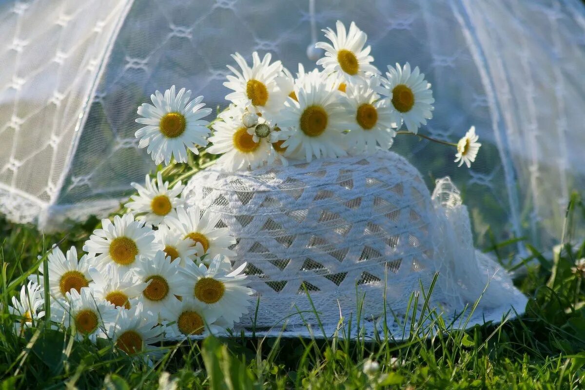 Стихи про лето для детей. 3 июня это лето. 3 июня это лето. Фон ромашки. Презентация о лете.