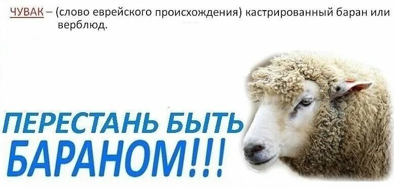 Чувак кастрированный баран. Приспособления для фермеров. Стрижка овец у аварцев. Чувак баран. Чувак происхождение слова и значение.