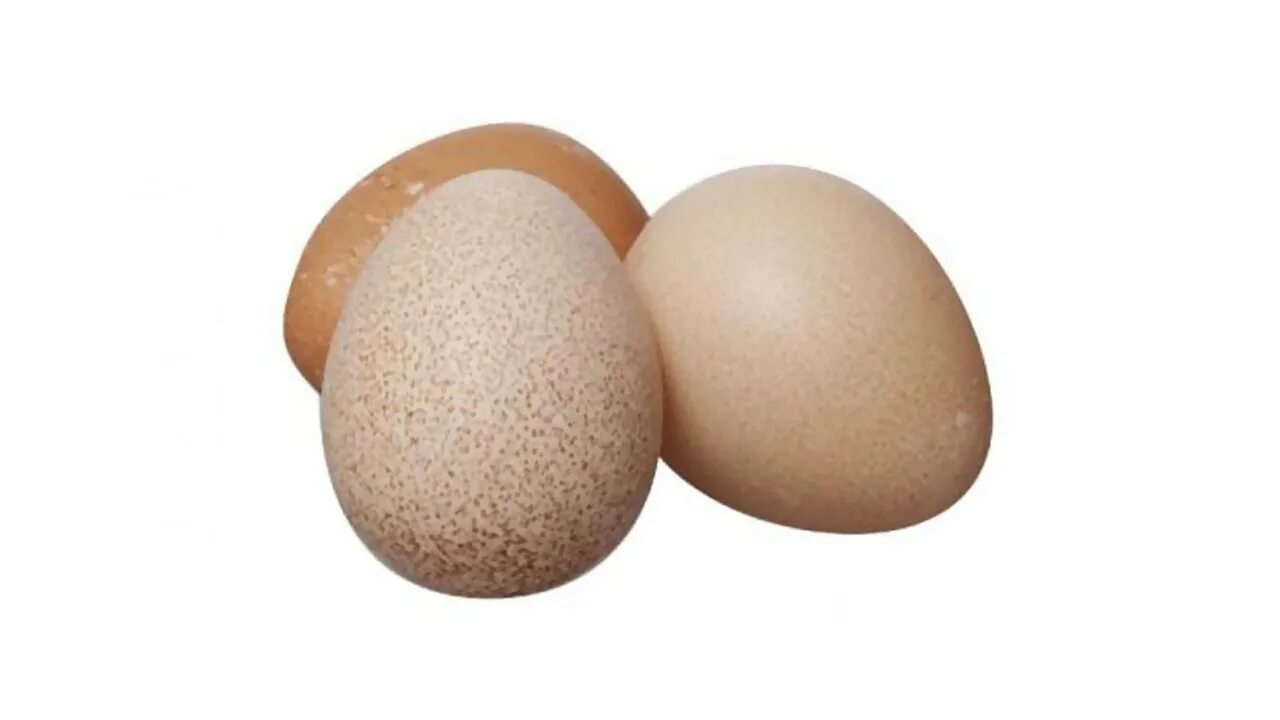 Цесариные яйца. Яйца цесарки. Цесариное яйцо и куриное. Как выглядит яйцо цесарки фото. Купить яйцо ленинградская область