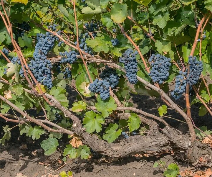 Виноград дона. Core wine grape. Виноград сорт краса балок. Виноград дона. Краса дона виноград описание.