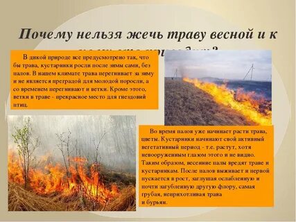 Почему нельзя поджигать сухую траву