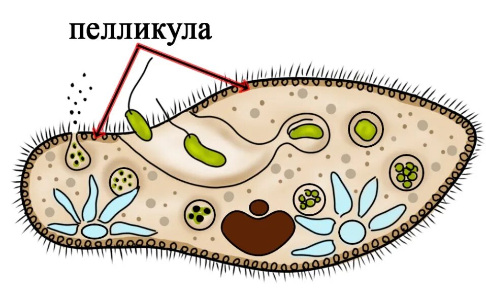 Строение покровов тела у простейших животных. Пелликула инфузории. пелликула у простейших. пелликула у инфузории туфельки. строение пелликулы.