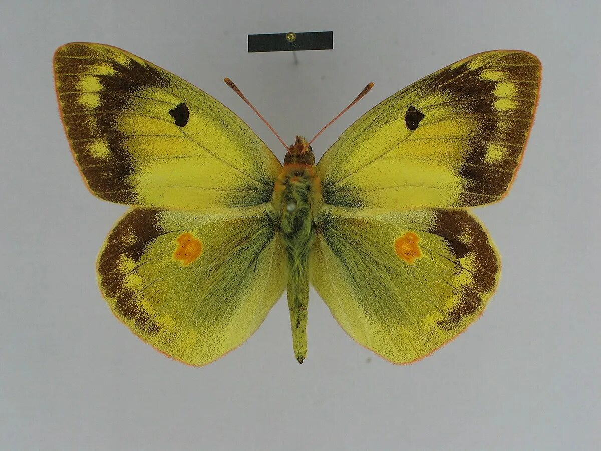 Желтушка зорька. COLIAS erschoffi. Желтушка Ершова. Желтушка Луговая бабочка. Бабочка желтушка окружающий мир.