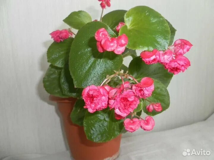 Роза гигантские в улан-удэ купить. Кемерово цветы на шахтеров. 101 роза в корзине «карина». Авито кемерово цветы. Букеты кемерово.