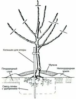 Посадка яблони весной
