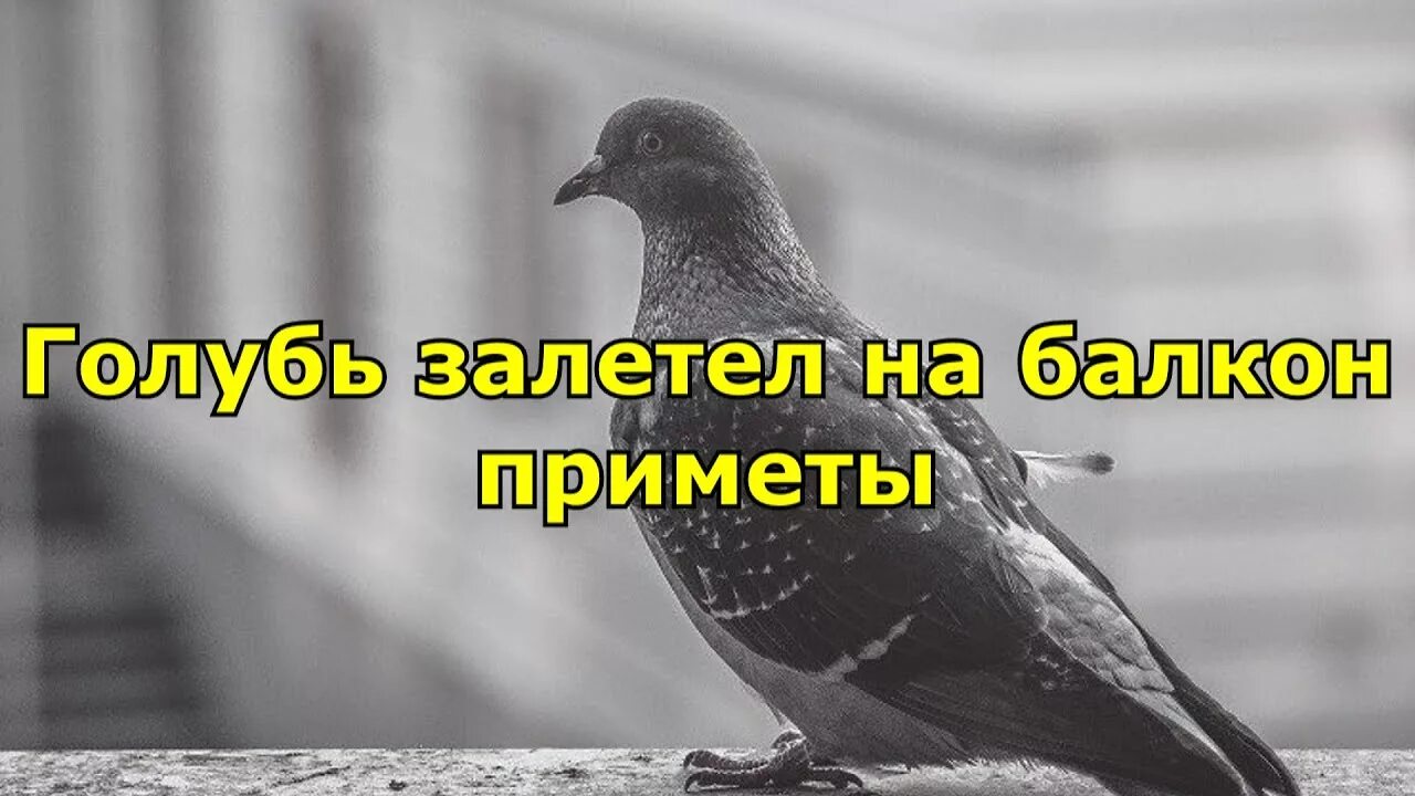 Что означает голубь в окне. Примета залетел голубь. Голубь залетел на балкон. Голубь залетел на балкон к чему это примета. Ястреб прилетел на балкон примета.