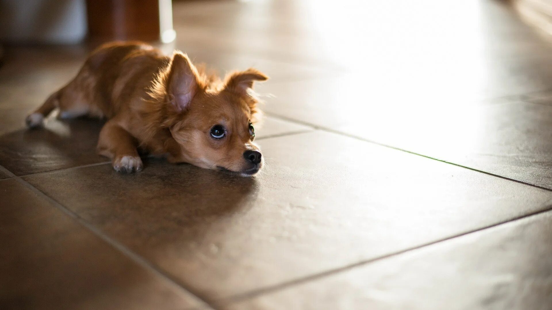 Собака лежит. Собака на пол. Собака лежит на полу. Собака лежит на полу. Собака нагадила.