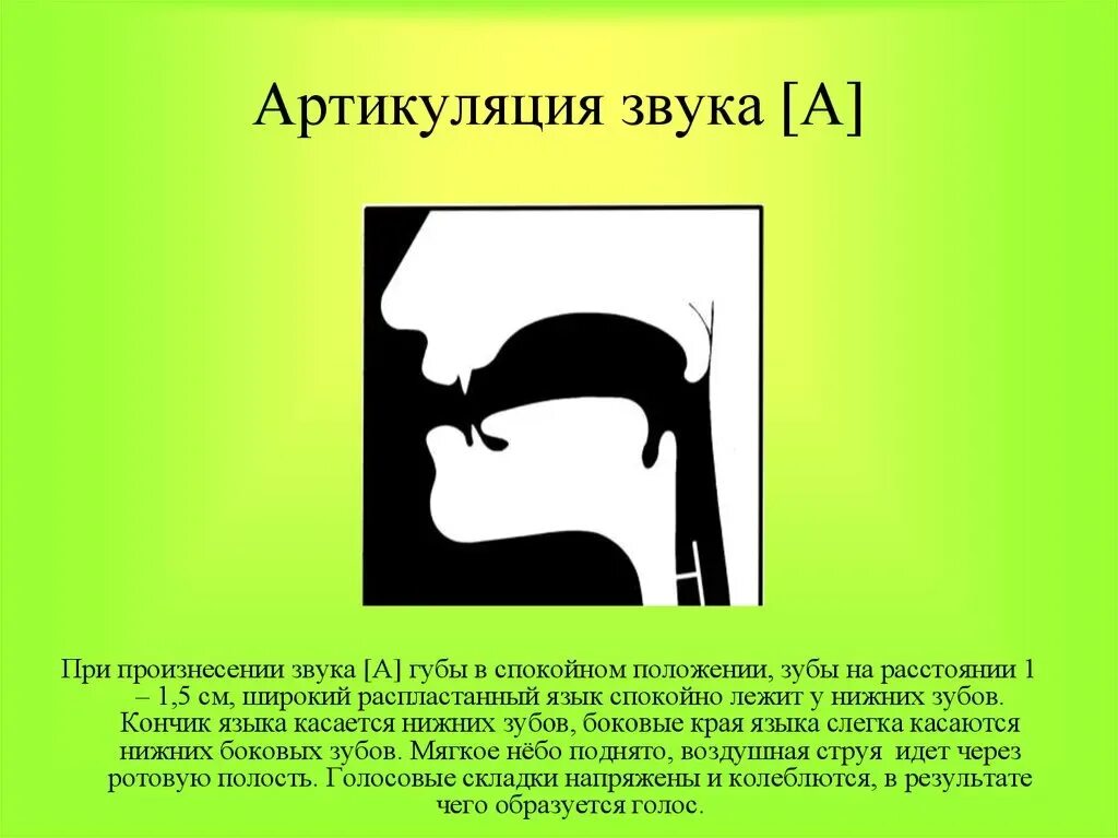 Артикуляционный уклад гласных звуков. Артикуляционный профиль звука с. Артикуляция звука с. Профили артикуляции звуков. Профиль артикуляции