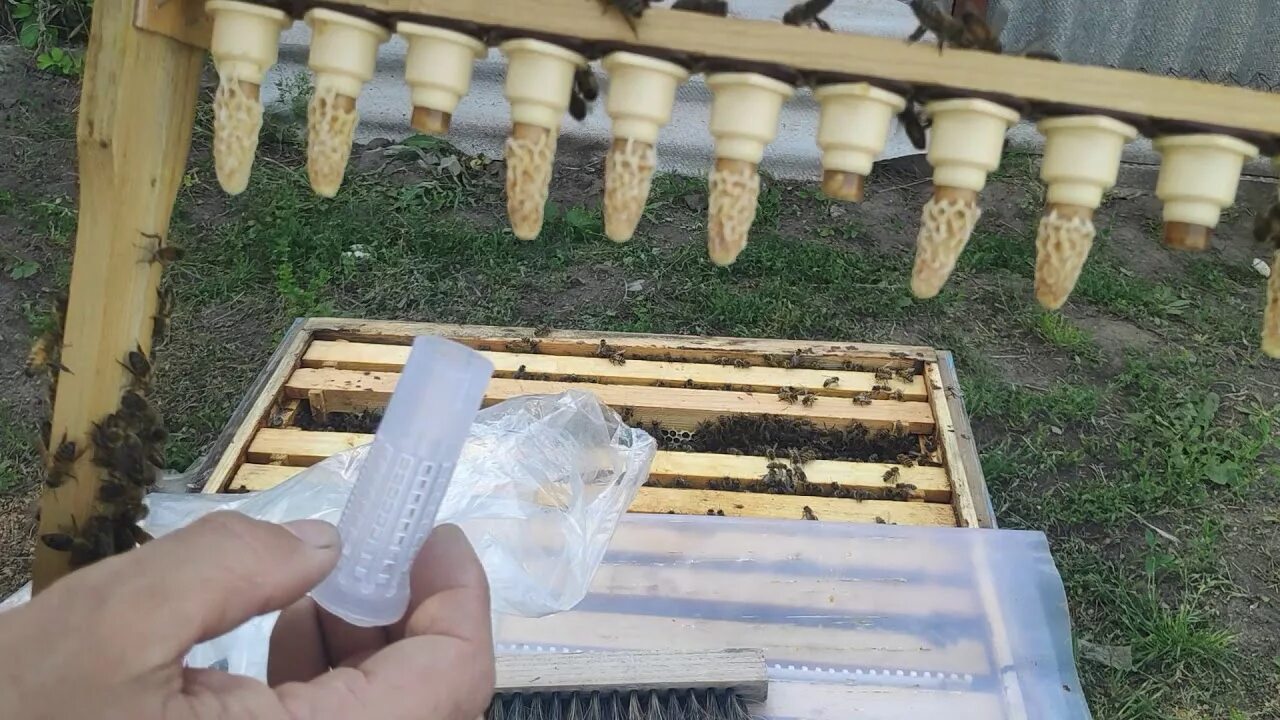 Когда появляются маточники. Система Никот для вывода маток. Никот пчеломатки. Искусственный вывод пчелиных маток. Прививочная рамка для пчёл.
