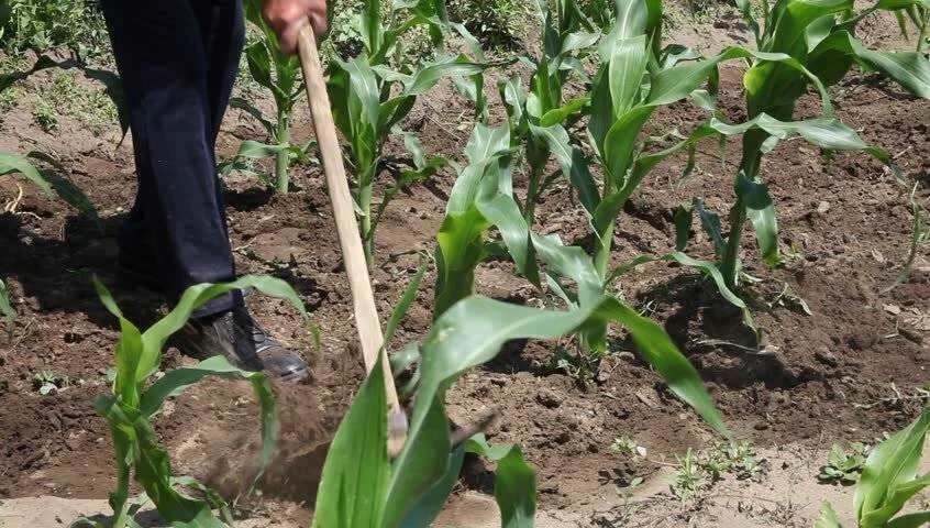 Как посеять кукурузу. Окучивание кукурузы. Прополка кукурузы. Сажаем кукурузу. Прополка кукурузы в открытом грунте.