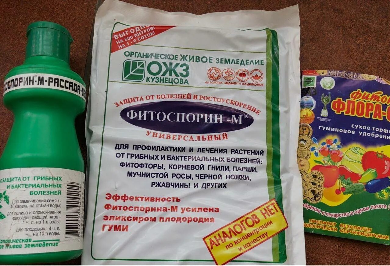 Обработка от фитофторы томатов в открытом грунте. «фитоспорин» опрыскивание рассады. фитоспорин для семян томатов. фитоспорин от фитофторы. фитоспорин от фитофтороза томатов.