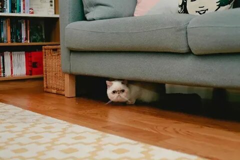 The kitten hide under the chair now