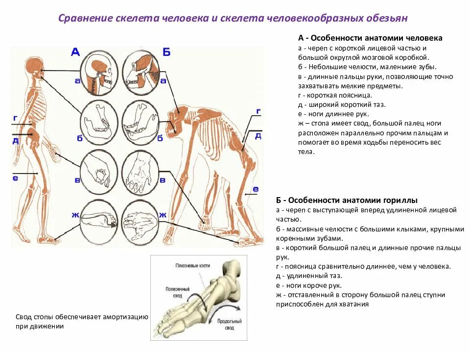 Человекообразные обезьяны. Сходство человека и человекообразных обезьян зародыши. Сравнение скелета человека и обезьяны. Сходство с приматами. Скелет человека и примата.