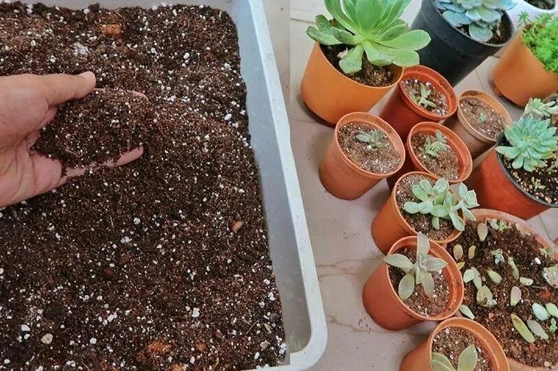 Подходящий грунт для суккулентов. Субстрат для суккулентов. керамзит для суккулентов. грунт для кактусов и суккулентов. перлит для суккулентов.