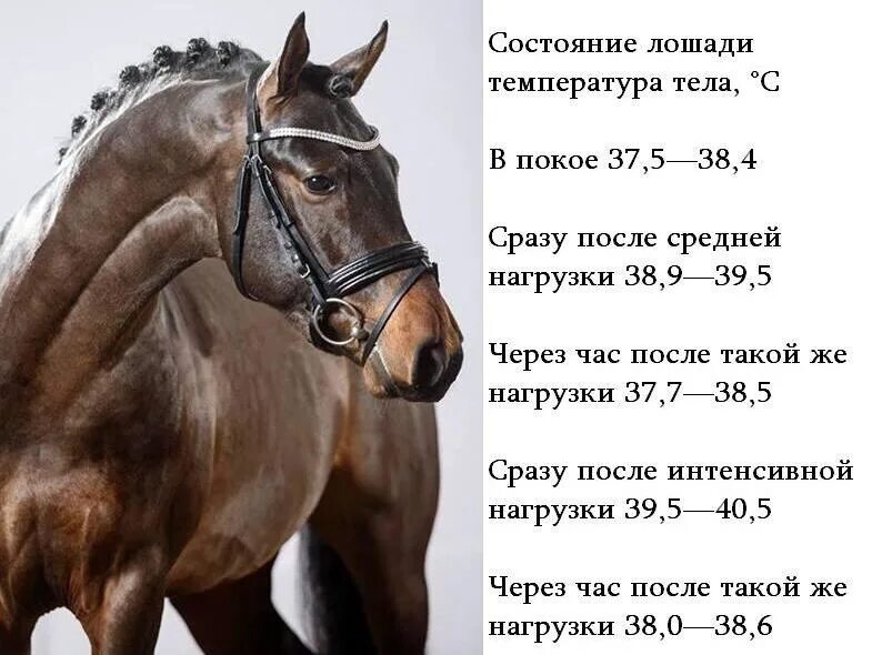 Сколько пройдет лошадь. Температура лошади в норме. Нормальная температура у лошади. Нормальная температура тела у лошади. Температура тела лошади норма.