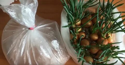 Зеленый лук без земли