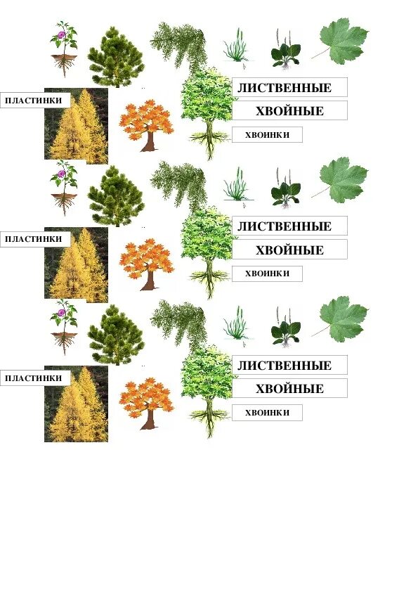Лиственные травы. Лиственные растения названия 2 класс. Виды растений 2 класс. Растения виды и названия 2 класс. Текст лиственные растения