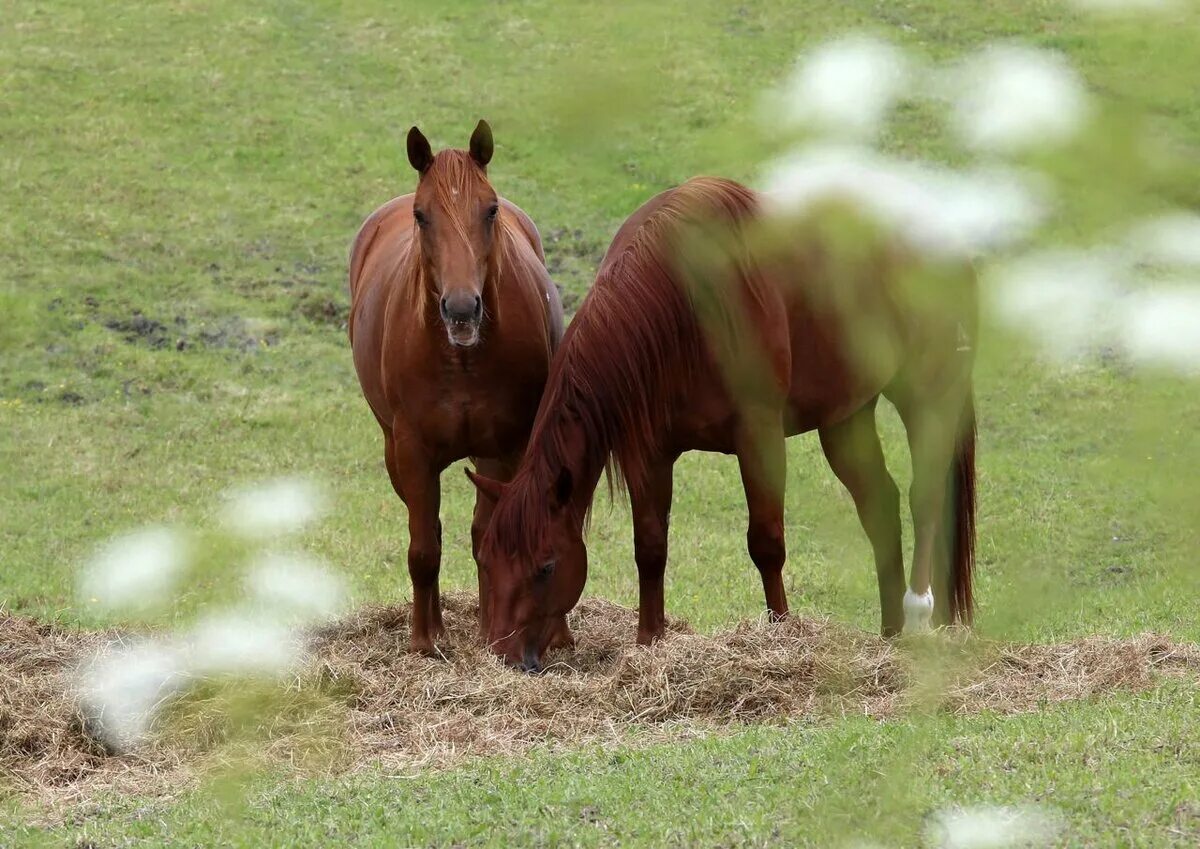 Фото лошади янтарного цвета. Засекаться фото лошадь.