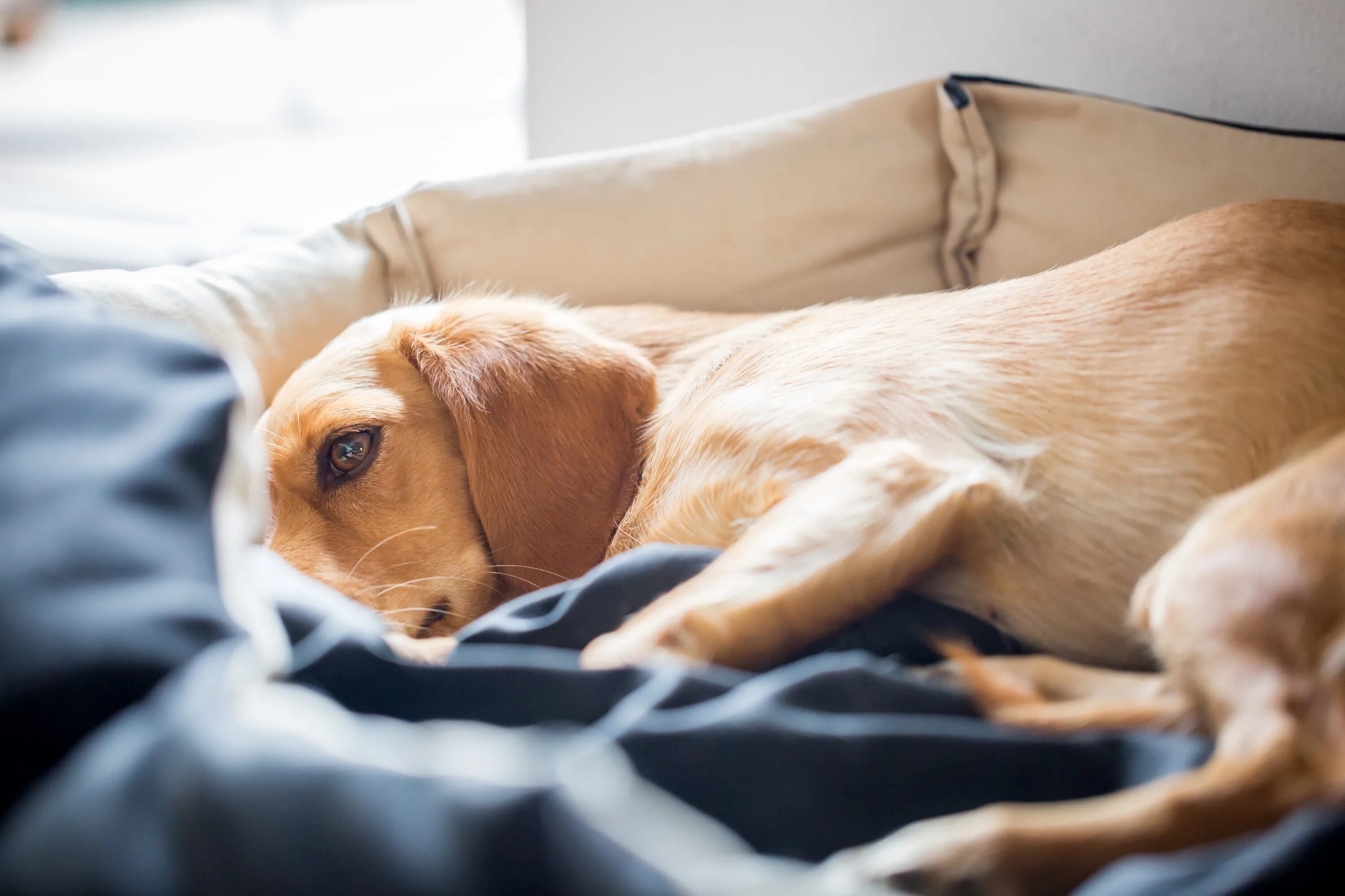 Собака пытается не кашлять. Слабость у животных. sick dog. как собака проявляет боль фото.