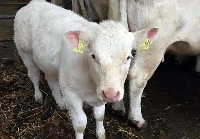 Продаются телята. Телята до 3 месяцев. Телята голштинской породы 1 мес. Телята до 3 месяцев. Телята черно-пестрой породы.