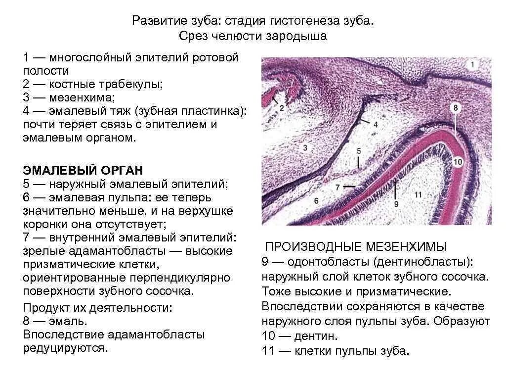Стадии развития зуба. Стадии развития зуба гистология 3 стадии. Поздняя стадия развития зуба гистология препарат. Стадии развития зуба гистология препараты. Гистология ранние стадии развития зубов.