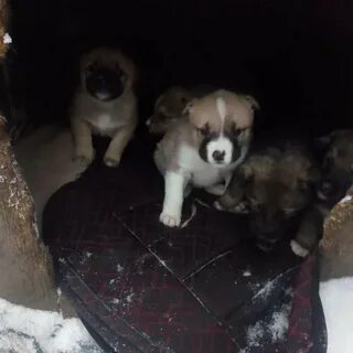 Отдам в добрые руки барнаул