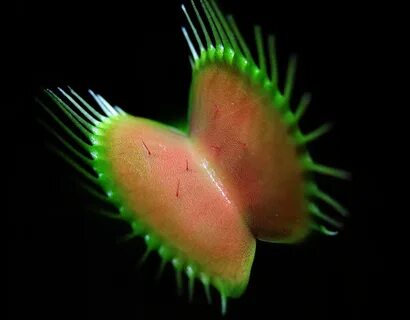 File:Venus Fly trap.jpg - Wikimedia Commons.