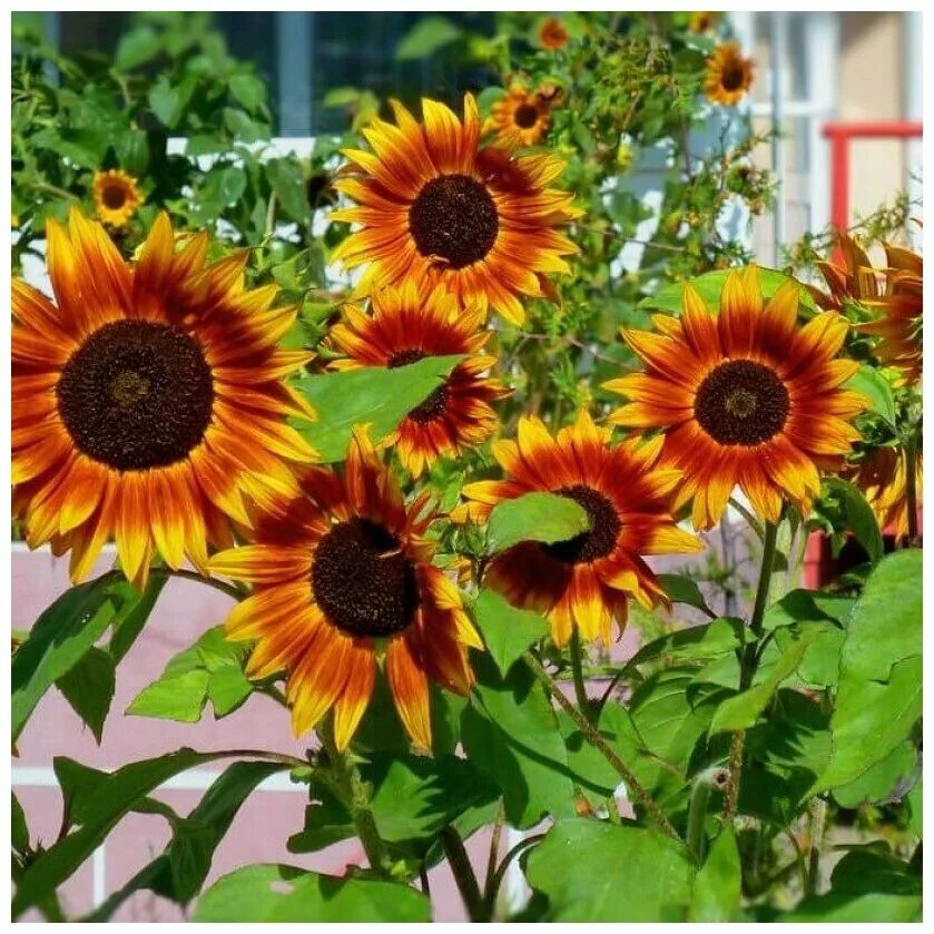 миксбордер циннии бархатцы. бамбино подсолнух на клумбе. подсолнечник глориоза ивнинг. подсолнечник бамбино на клумбе. подсолнечник f1 арлекин.