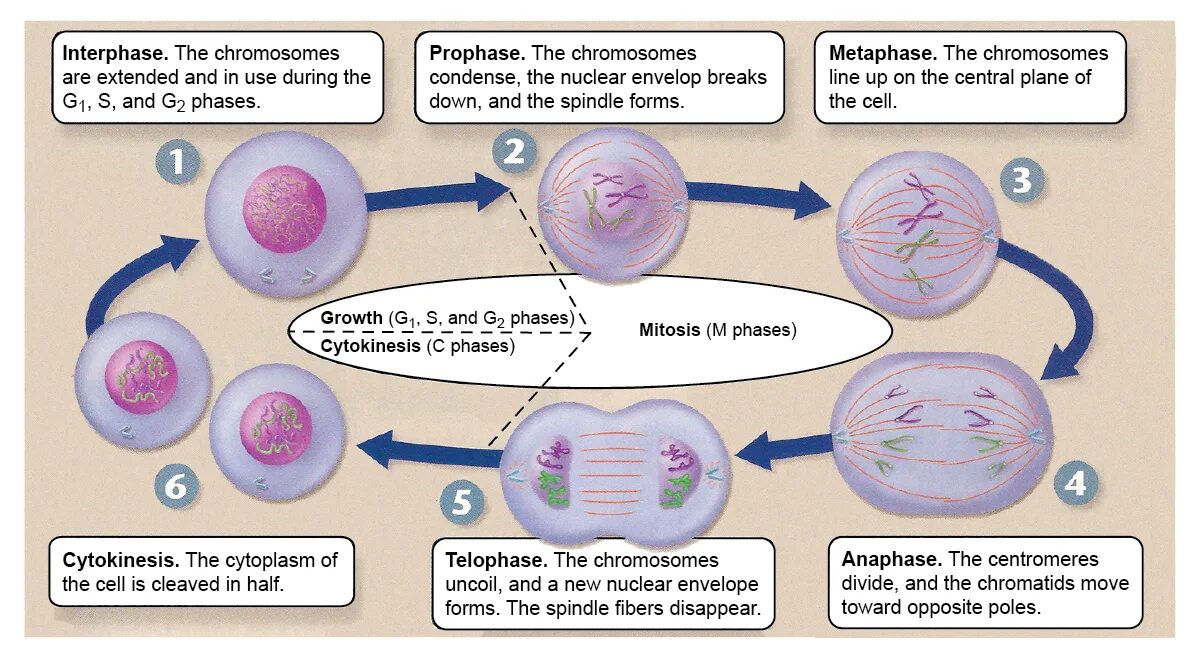 Последовательность стадий развития клеток. Жизненный цикл клетки схема. Фазы жизненного цикла соматической клетки. Стадии жизненного цикла соматической клетки. Схема жизненного цикла соматической клетки.
